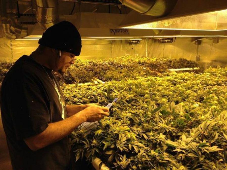 GrowLandiaOFI's tweet photo. Este hombre va a subastar casi una tonelada de #marihuana de su propia #cosecha - http://t.co/BivrPfcrns http://t.co/OcoA6Y0tAO