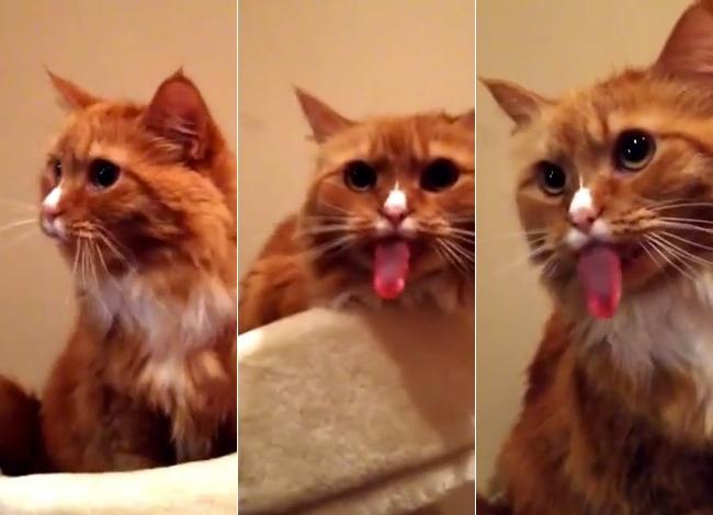 Unwindly's tweet photo. Cat Has The Most Hilarious Reaction At The Sound Of Tape http://t.co/dn274cjGWQ via @Unwindly #cats #cute http://t.co/3WNECSK2v0