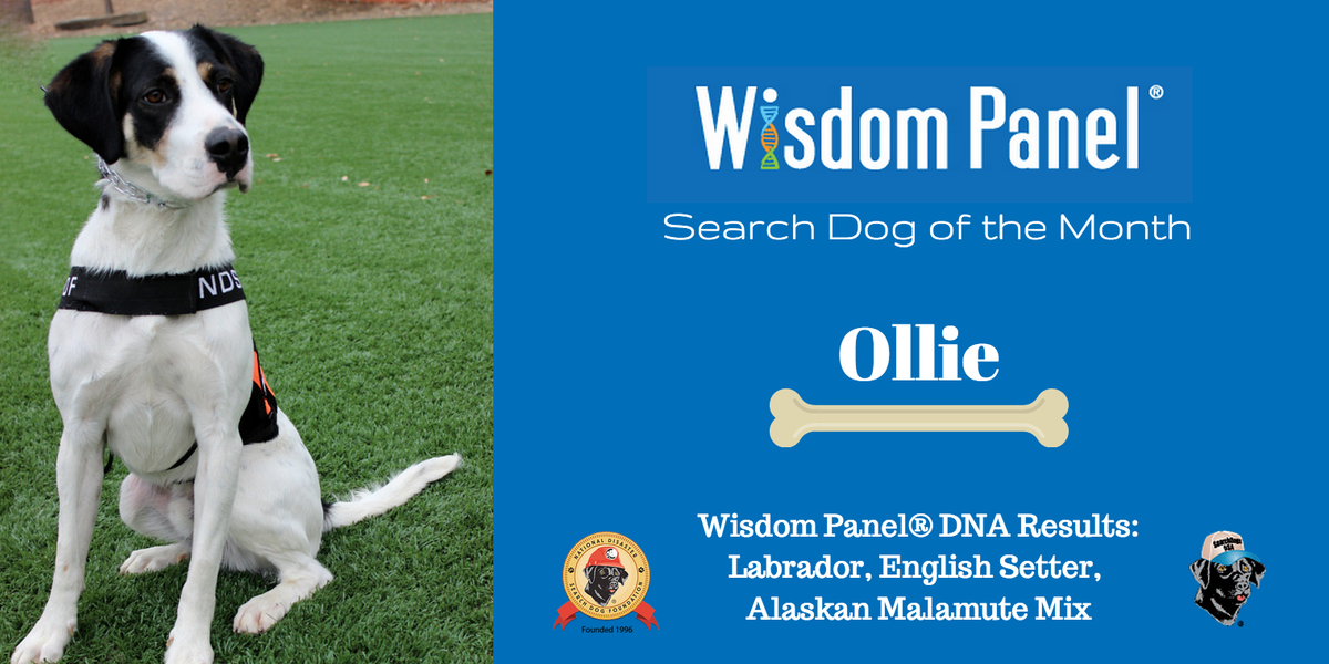 SearchDogsUSA's tweet photo. Meet our November @SearchRescueDog of the Month, Ollie! Check out what his @WisdomPanel DNA test revealed! http://t.co/msqZdyTtoW