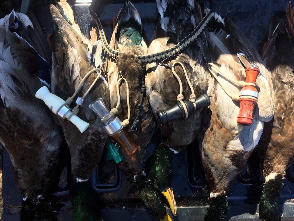 bwfaulk's tweet photo. @RNTCalls or @foilesmigrators?? http://t.co/wRlwTmxMz7