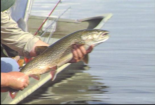 YouFishdotTV's tweet image. #NiceFish video of #LakeTrout fishing at Crosswind lake in #Alaska. Watch here. youfish.tv/gcfd-crosswind…