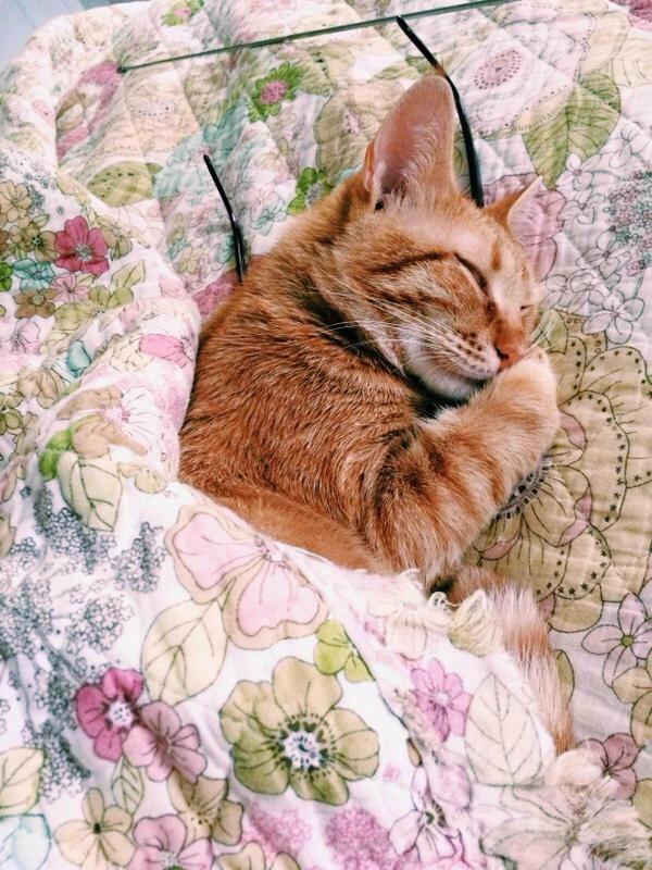 GeoKittens's tweet photo. This cute picture of a kitten will cheer me up http://t.co/0JyEO9yLmA