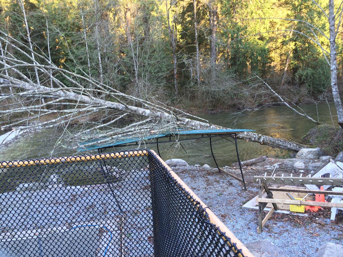 AlouetteRiverMS's tweet image. Tuesday was just a little blustery... no big deal #WindProblems