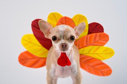 BalanceITdotcom's tweet photo. Have your pet enjoy Thanksgiving using the Autobalancer EZ for turkey breast, potato, corn, &amp; cranberry sauce recipes http://t.co/080gYHFFaH