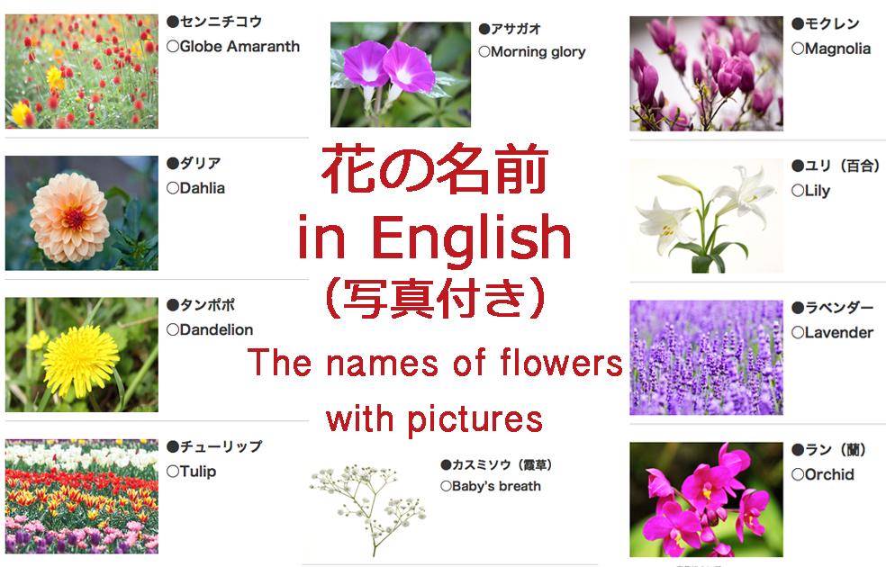 English Life 英語フレーズ集 En Twitter 花の名前を英語でなんと言う 花の名前 英語 日本語 を写真付きで一覧にしました English Life更新 花の名前 In English 写真付き Http T Co Ytvvovnpkz 花 英語 Http T Co Wfwrabtlec