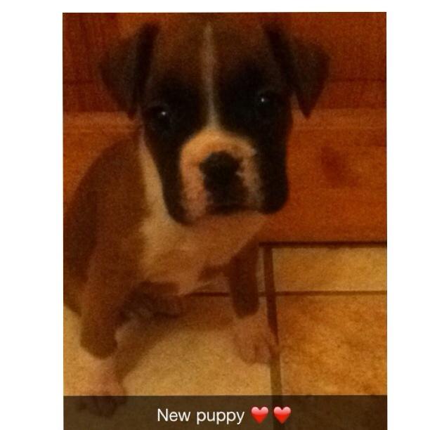 sarahfahey6's tweet photo. 'Ali' New dog cutie 💖 http://t.co/X9uYRT4dEj