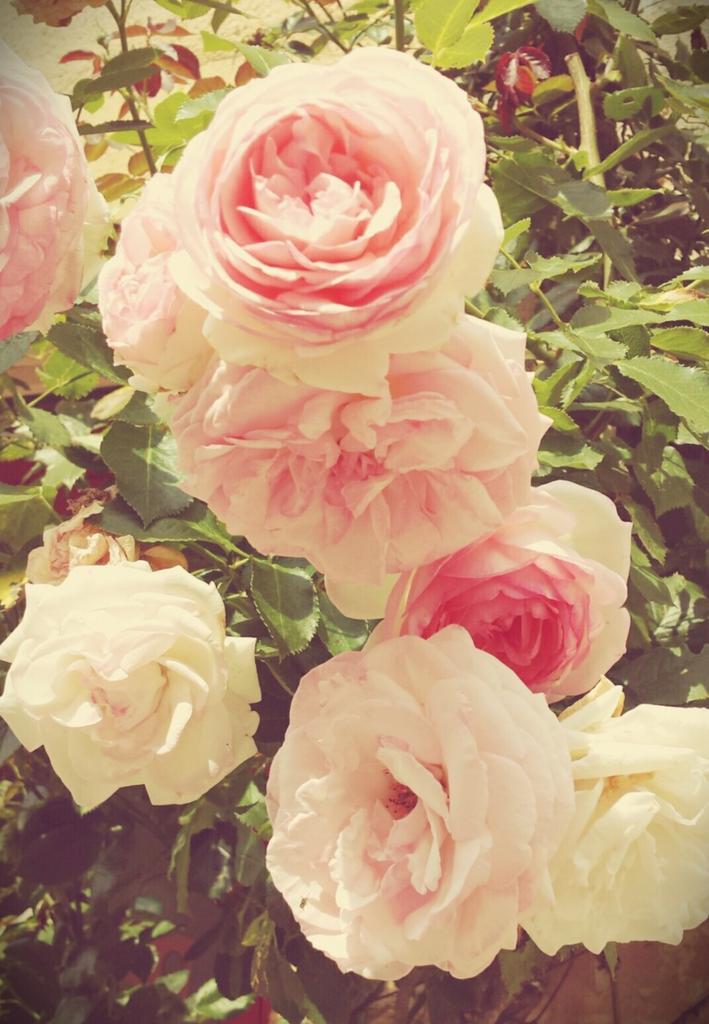 ameerakitty's tweet image. @ddndn7 @alharby1133 @nazosalah ورد محبه وطيبه