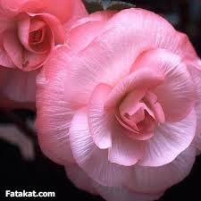 nazosalah's tweet image. @ddndn7 @ameerakitty @alharby1133