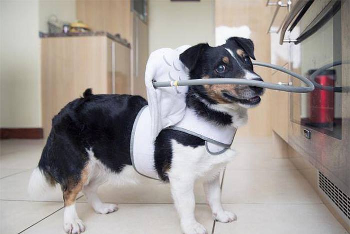 IgualdadAnimal's tweet photo. Invento para evitar que los animales ciegos sufran accidentes. Ideas que nacen de la #solidaridad. http://t.co/3icf6K77ek