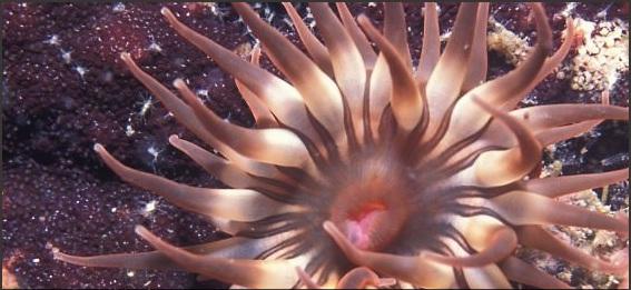 JornalOGlobo's tweet image. Museu no Jardim Botânico recebe fotos e documentário sobre Ilhas Cagarras. glo.bo/1BiK1lP