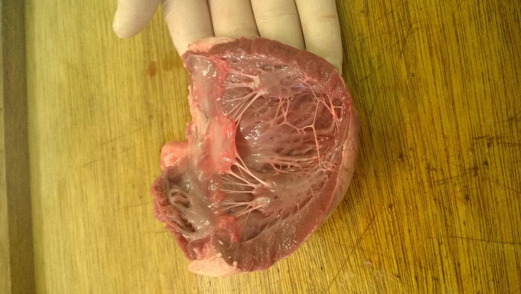 RogersonChet's tweet photo. Excellent dissection skills in AS Biology! Well done guys!! #BioScience @chetscience http://t.co/VgQX8CJWO5