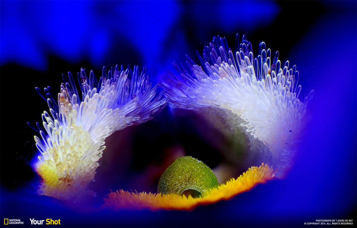 NatGeo tweet picture