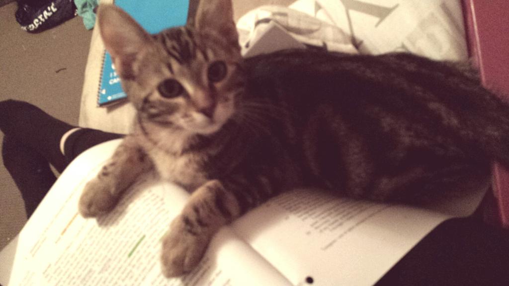 Meggieee0929's tweet photo. Reason number 248 of why my homework is never done. http://t.co/Dn0MAdkvrP