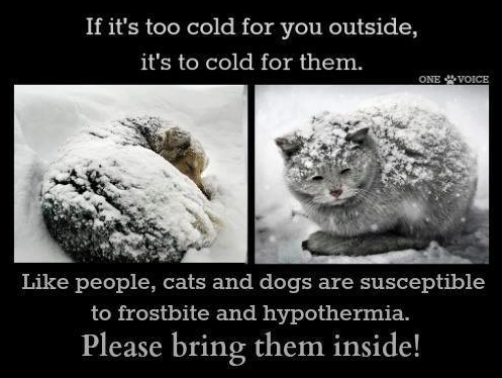 dishinwithak's tweet photo. Y'all, seriously- bring your fur babies inside. If it's too cold for you, it's too cold for them! http://t.co/n6aBDWu69C