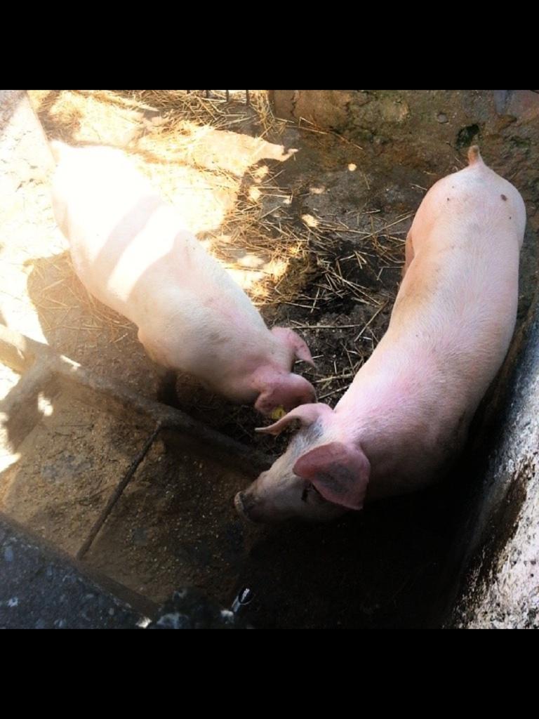 hydrastyle's tweet photo. Due esemplari di Politici italiani.....#merendando #poveraitalia http://t.co/h0nlOZHTsv