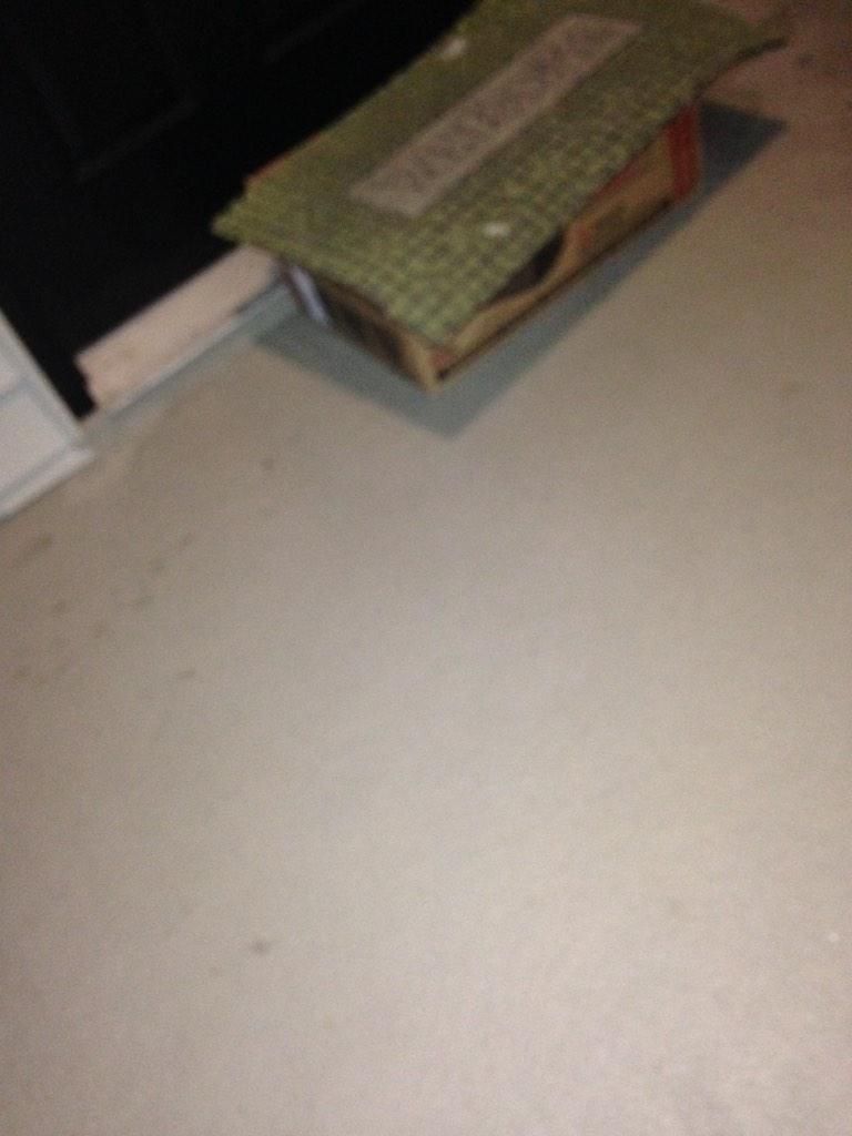 shampaynepawpy's tweet image. Thanks @FedEx.  Almost didn't find my package from your camouflaging skill. #sweptundertherug