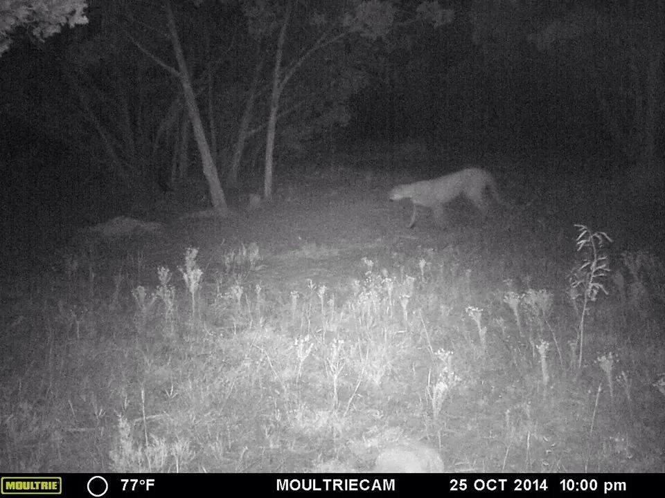 BoldtKristi's tweet photo. Mountain Lion seen on our CAM in Glen Rose 🙀 http://t.co/M1ykf1TLAJ