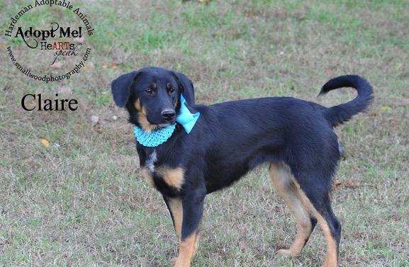 Available for Adoption: Claire -  - safehavendogs.com/claire/ #dogs #savedogs