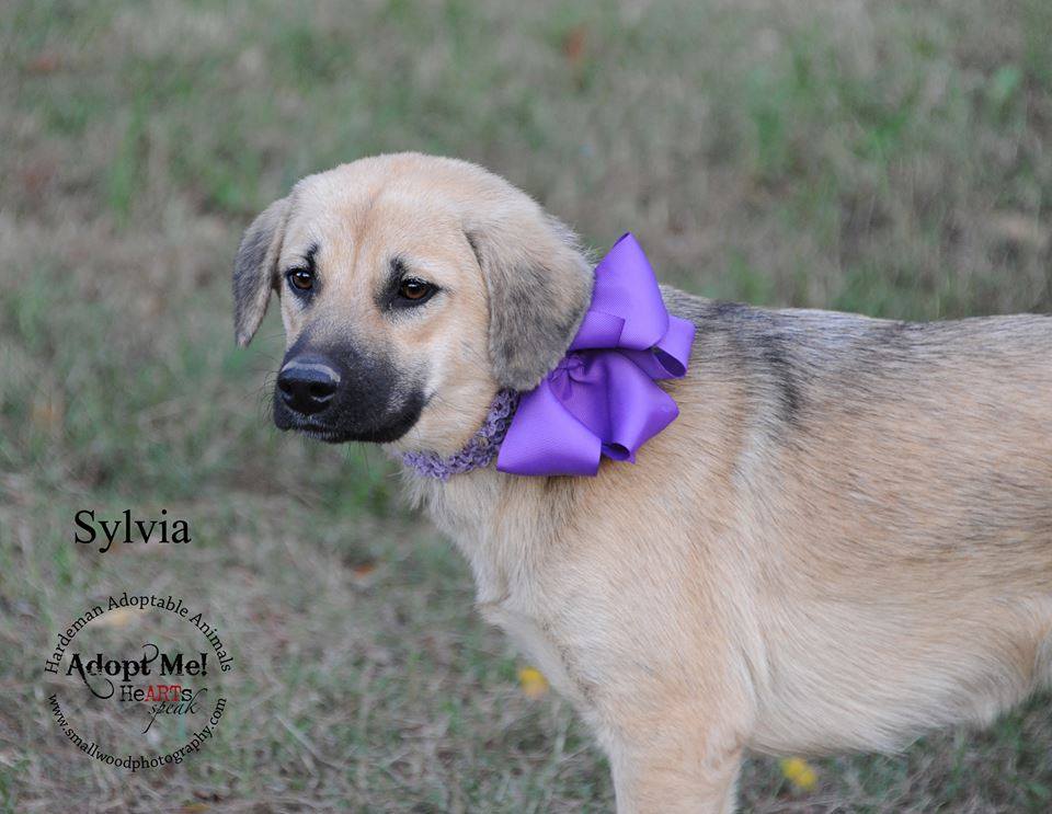 Available for Adoption: Sylvia -  - safehavendogs.com/sylvia/ #dogs #savedogs