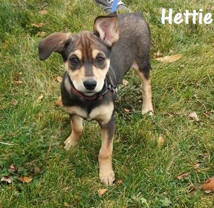 Available for Adoption: Hettie -  - safehavendogs.com/hettie/ #dogs #savedogs