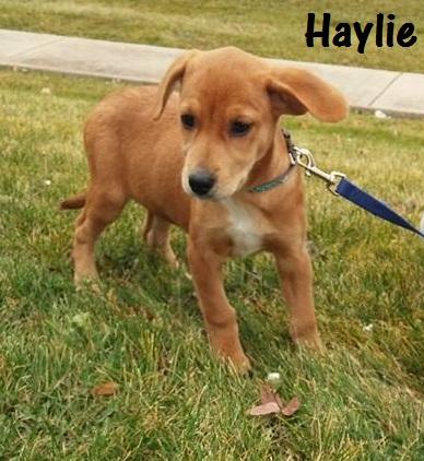 Available for Adoption: Haylie -  - safehavendogs.com/haylie/ #dogs #savedogs