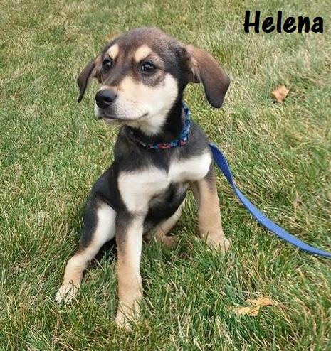 Available for Adoption: Helena -  - safehavendogs.com/helena/ #dogs #savedogs