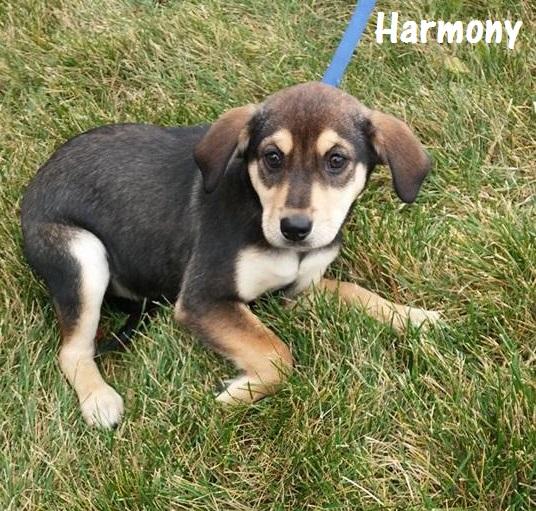 Available for Adoption: Harmony -  - safehavendogs.com/harmony/ #dogs #savedogs
