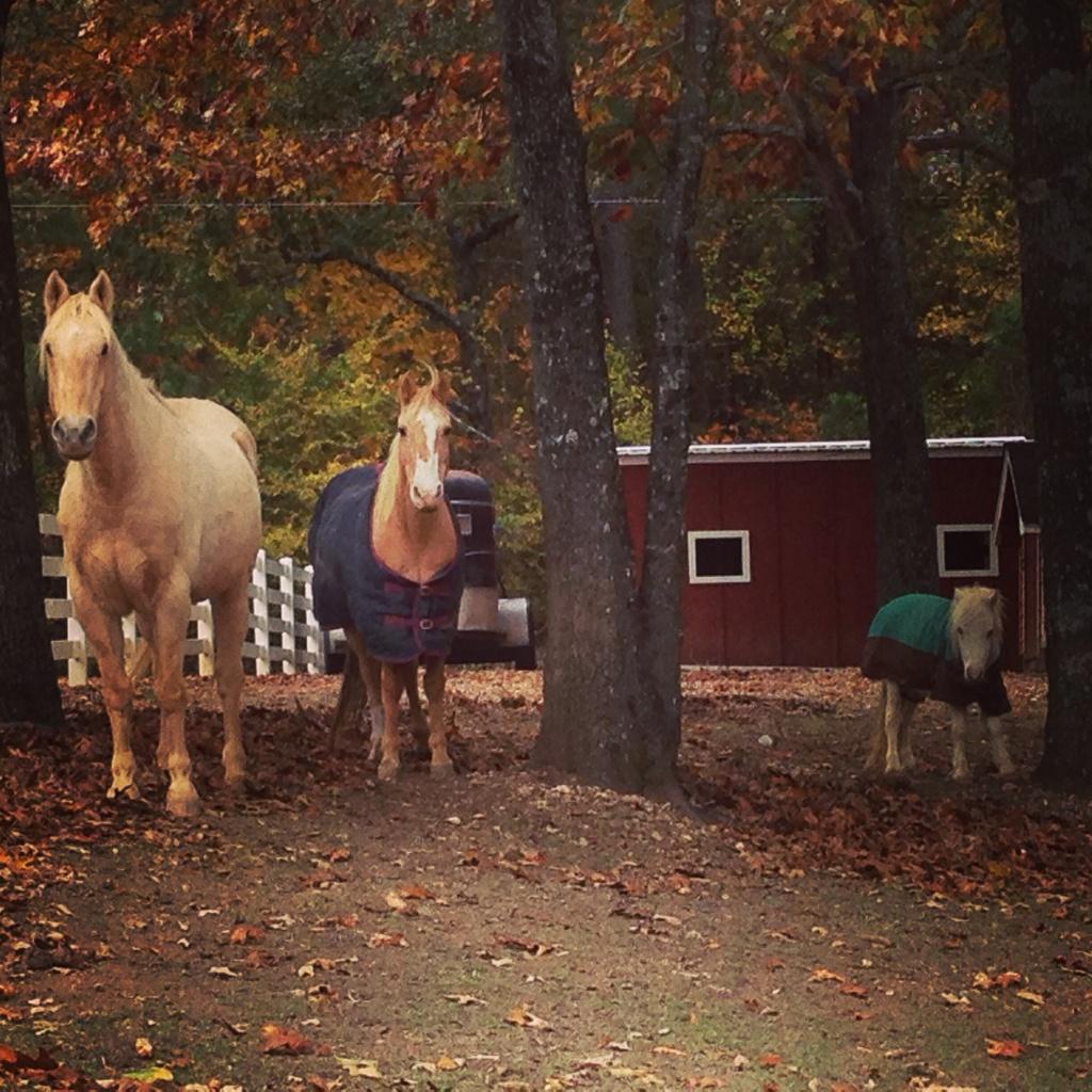 Ali_Suitor's tweet image. Our horses, Tucker, Pippa and Bo, are over the cold weather already. #arwx #bringbackfall