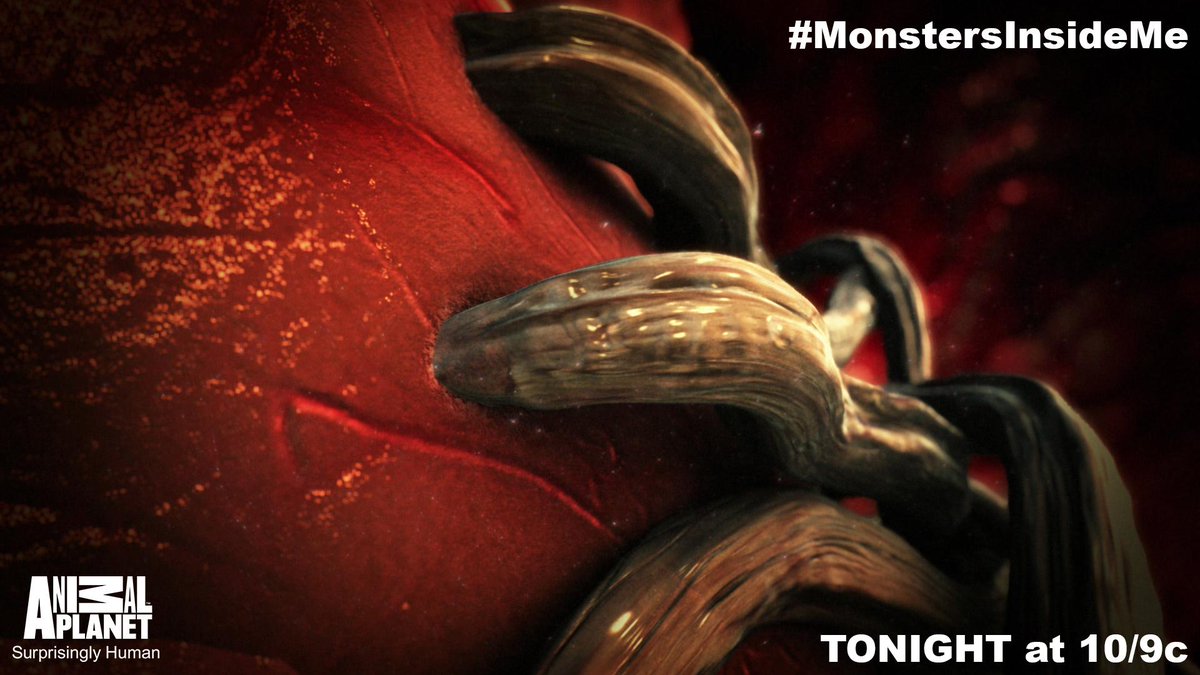 AnimalPlanet's tweet photo. Tune in to an all-new episode of #MonstersInsideMe TONIGHT at 10/9c! http://t.co/wkFkXB6Kmo