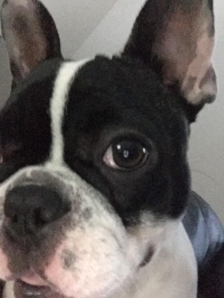 belladafrenchie's tweet photo. I'm baaaaack! #nonstop #lilterror #frenchie #belladafrenchie http://t.co/ubp8PPnnBO