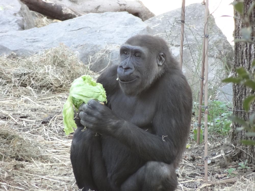 上野動物園 公式 今日11月14日はゴリラのコモモ 5歳の誕生日です Happy Birthday Komomo こんな可愛いコモモもいつの日か大人になるのでしょうか 涙 by ハオコ Http T Co Lq8qktyt8r Twitter 上野動物園 公式 今日11月14日はゴリラのコモモ 5歳の誕生日です Happy Birthday Komomo こんな可愛いコモモもいつの日か大人になるのでしょうか 涙 by ハオコ Http T Co Lq8qktyt8r Twitter