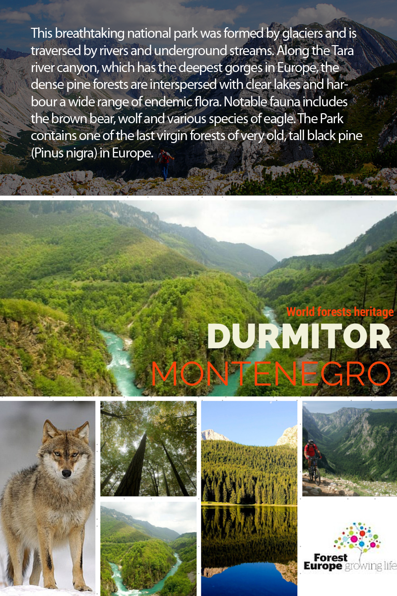 FORESTEUROPE's tweet photo. Discover some of the pan- European #forests included in the World Heritage List: Durmitor. Location: Montenegro. http://t.co/vGuJUWFGtp