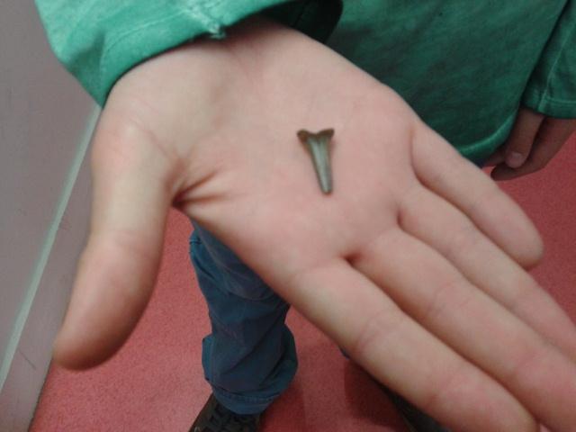 Au Quoi 2 9, je vous présente une dent de requin Maco que j'ai trouvé dans la mer ! Thomas #requin