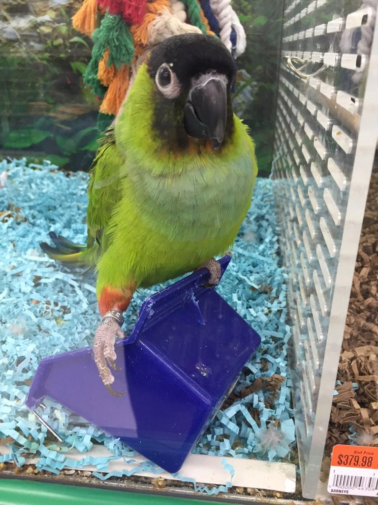 eiman426's tweet photo. Cool lookin bird. http://t.co/LVo1s4ktb6