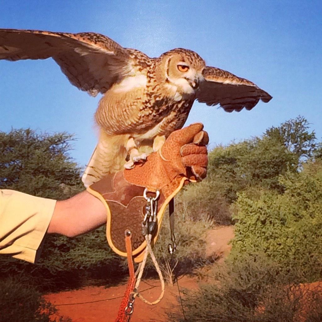Miss_SMN's tweet photo. Spending the morning with Oscar @AlMaha_Resort  #NotPistorius http://t.co/dMFas6FIi4