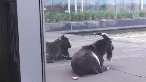 BMSisLife's tweet photo. Waiting to turn up at the GOAT HOUSE like.... http://t.co/fLWgVgzrwm