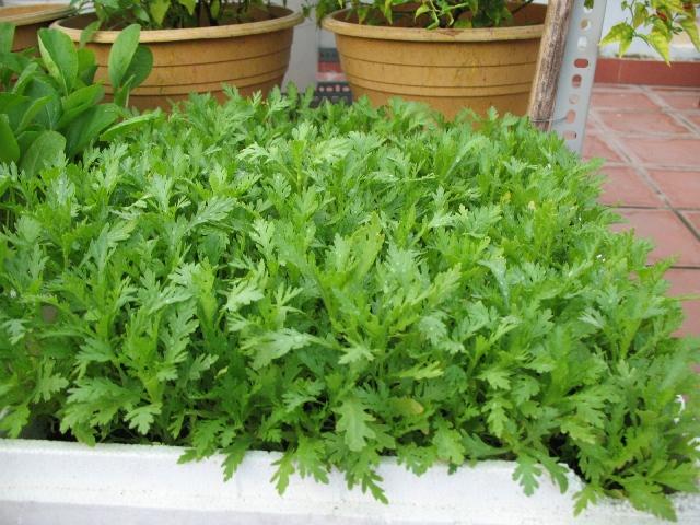 LamSao's tweet photo. Bạn đã biết ? 

Rau Tần Ô cung cấp nhiều dưỡng chất chưa ? 

http://t.co/V5TRDj31p7 http://t.co/3G9hrLE40I