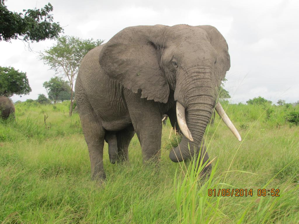Have you ever seen the occasional Elephant  fifth leg..? Visit Mikumi N. Park and leave with a snap shot of lifetime.