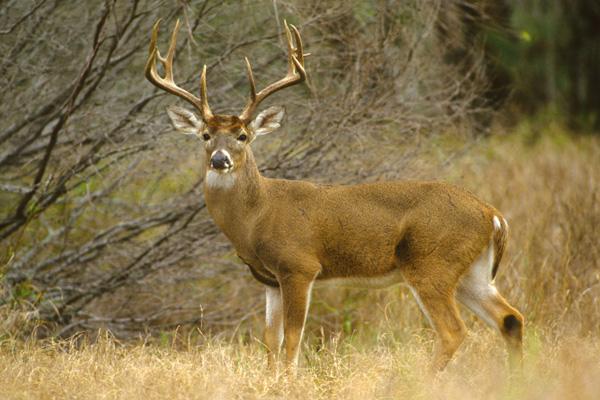 runnersworld's tweet photo. Run safer during hunting season. A few pointers: http://t.co/5boNTFSExM #RWSafetyWeek http://t.co/925tyg16m9