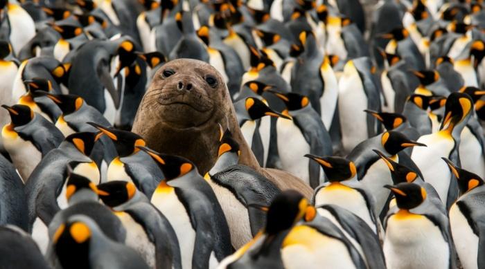 guardianeco's tweet photo. The week in wildlife – this week's best images from the natural world http://t.co/YPn4iTBJF3 http://t.co/XchmTibn3w
