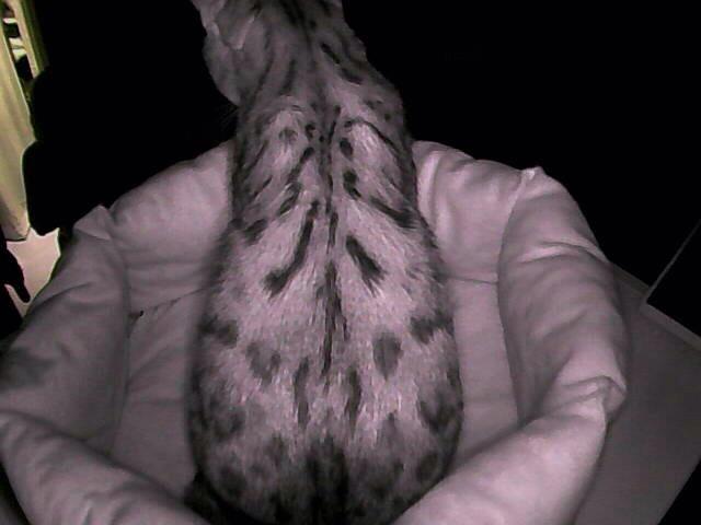 CrytzerFry's tweet image. Kitty cam captured Macho realizing I'd gotten up this morning. #morninggreeter