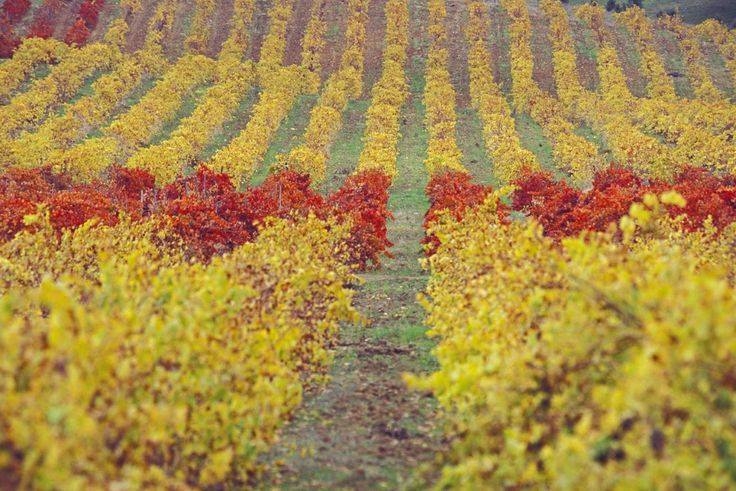 Wist je dat lezers van USA Today Alentejo hebben verkozen tot beste wijnregio ter wereld? #winesofAlentejo