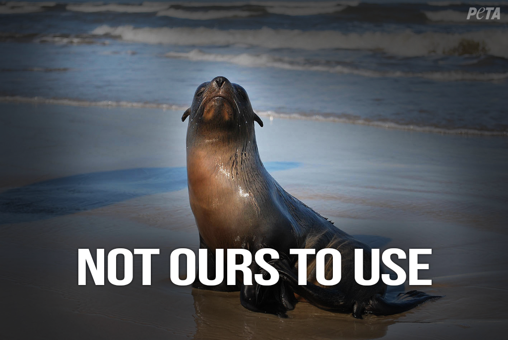 peta's tweet photo. Sea lion ATTACKED Sea World trainer during check-up: http://t.co/ooOeNPCxrX  

RT if u know animals are #NotOurs2Use! http://t.co/MlWPUc6sos