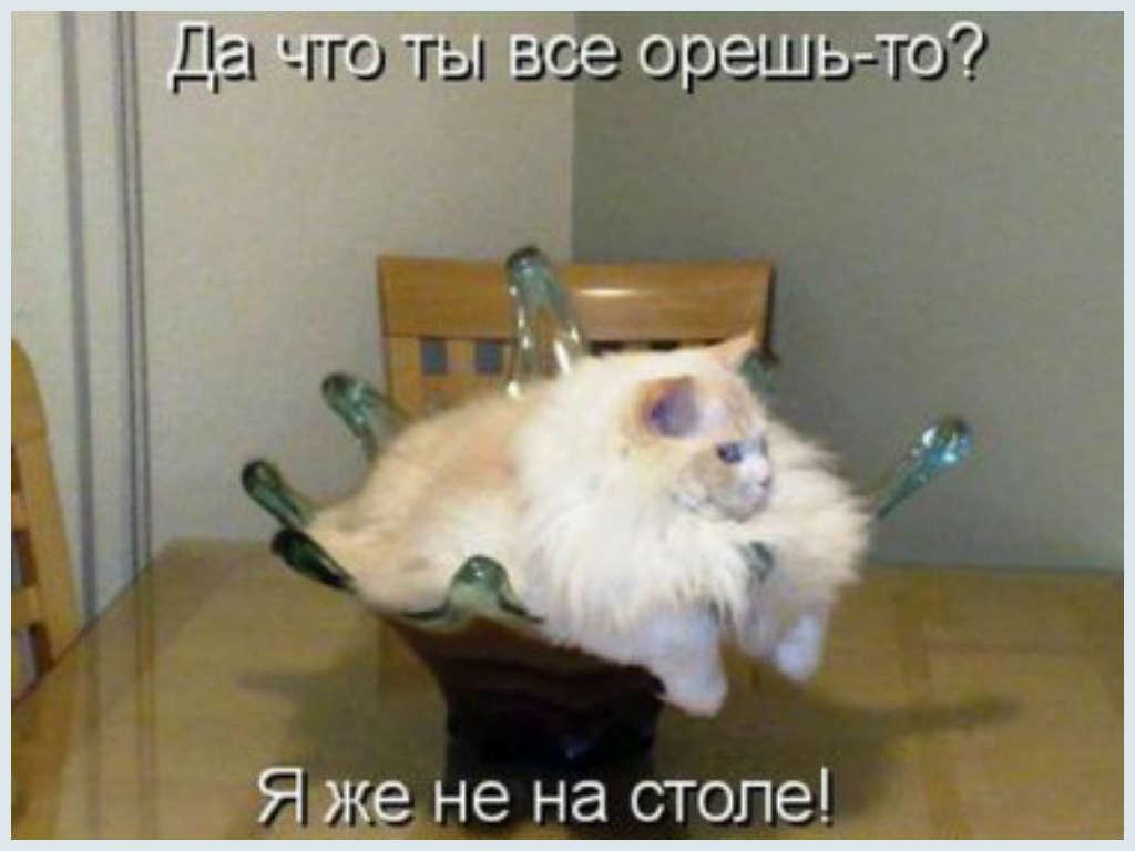 Смешные Животные tweet media