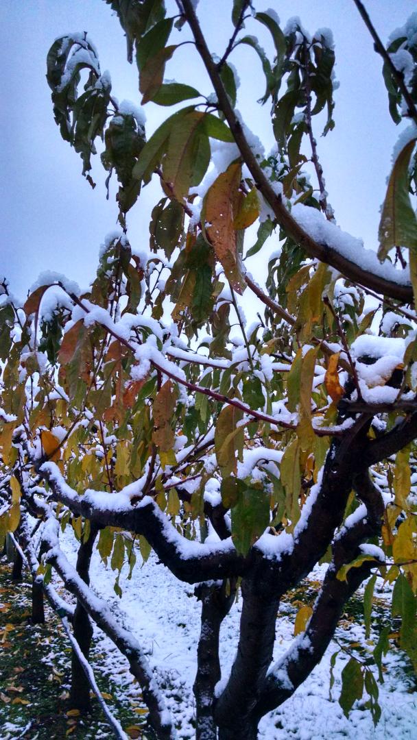 growingwisdom's tweet image. You'll likely notice lots of remaining leaves falling to the ground tomorrow AM after a hard freeze tonight. #2Os