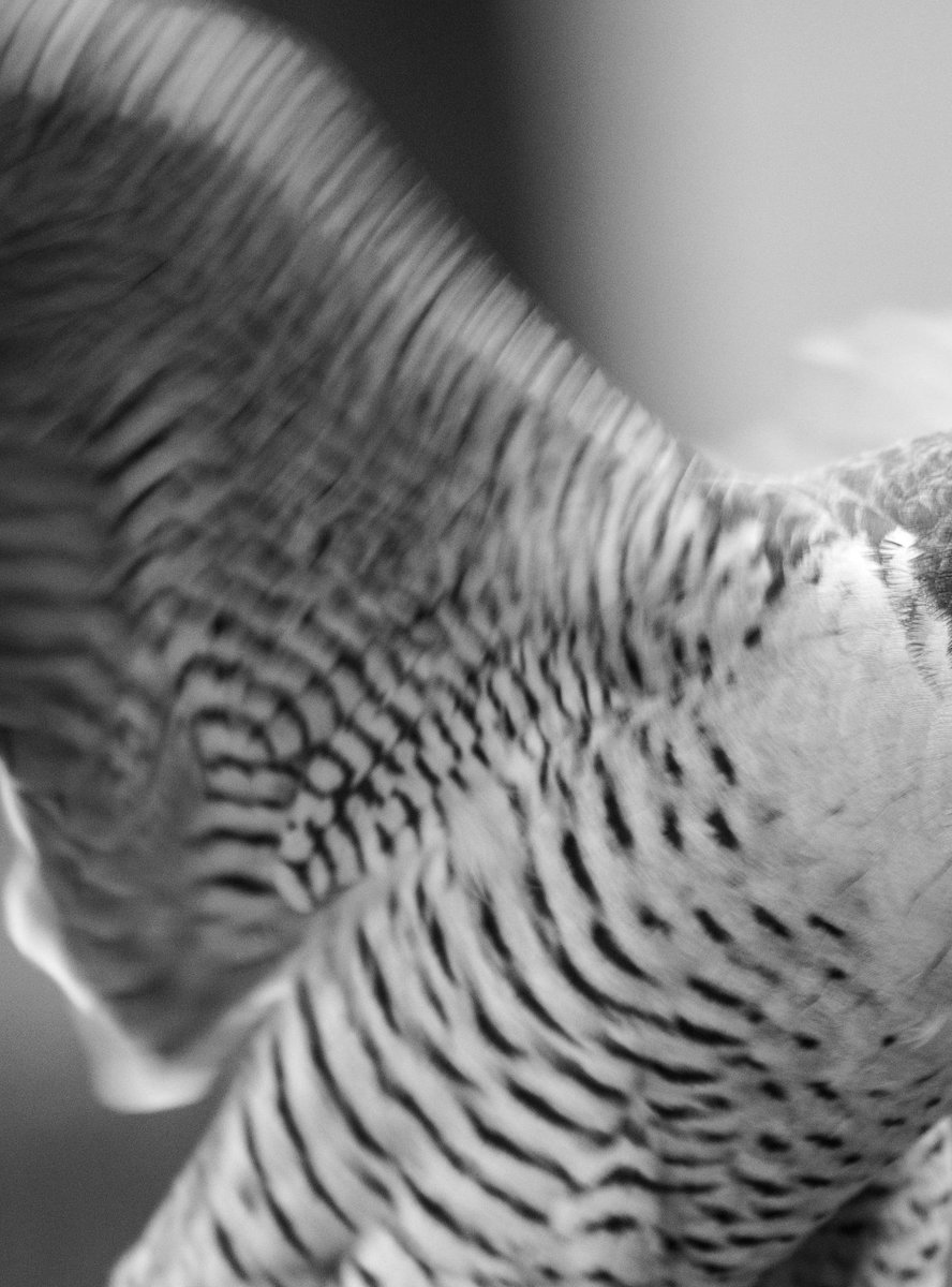 CDC of Thomas Erber tweet media