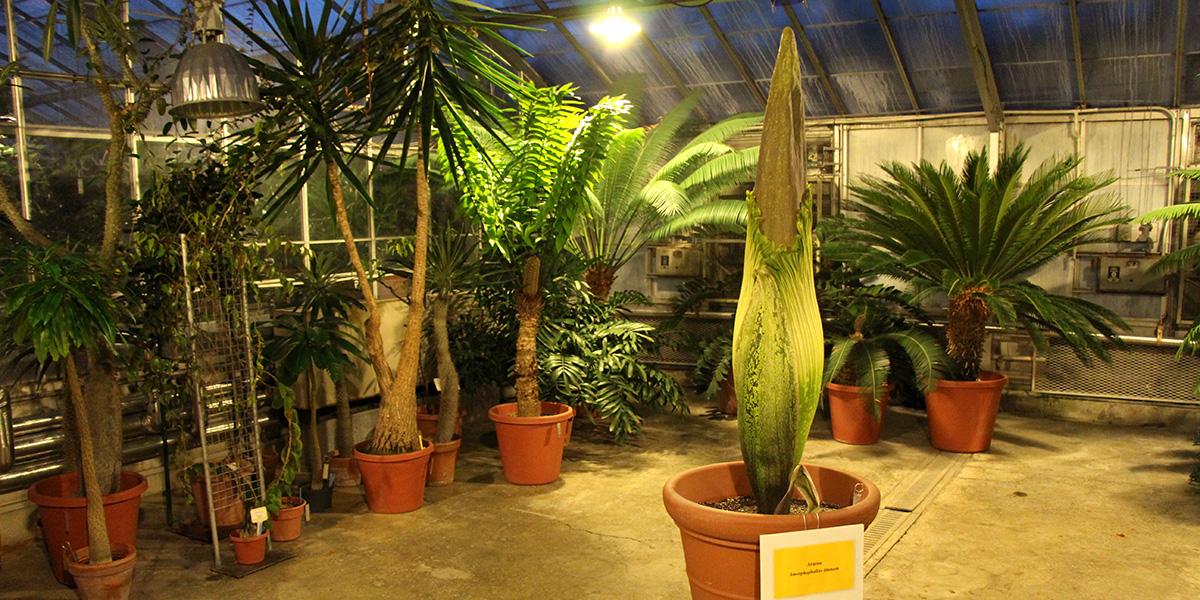 CornellCALS's tweet image. Good morning from @Cornell, love #WeeStinky. ow.ly/EgoWE