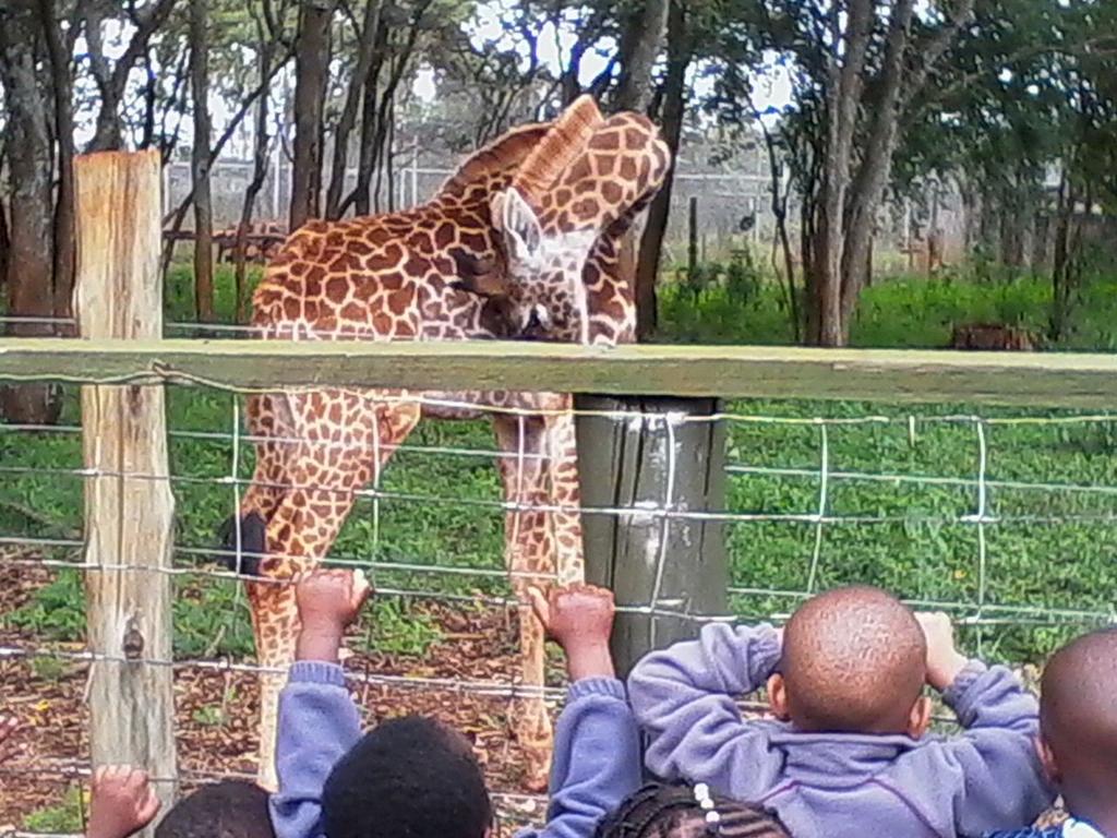 KiotaSchool's tweet photo. ....Our Robins and Penguins at the Animal Orphanage
#LearningGoneWild http://t.co/b3KL6CEMHk