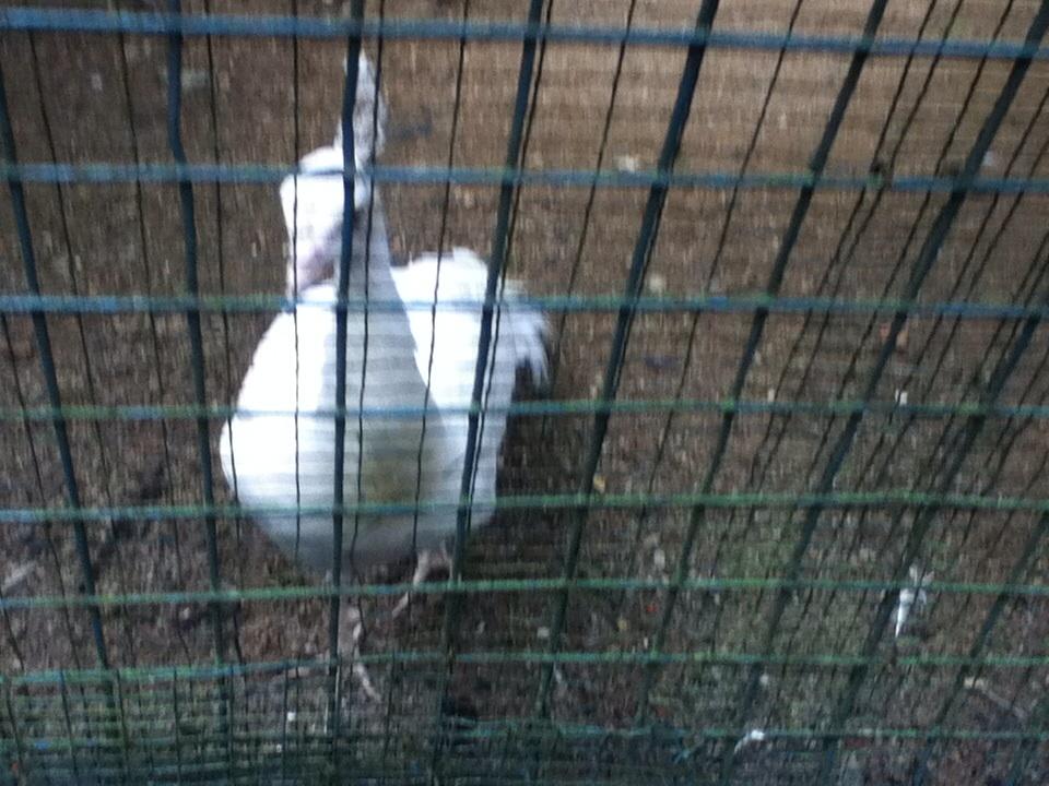 ooikrisada's tweet photo. That is one pretty white peafowl @birdpark http://t.co/f5hy6oBMTP