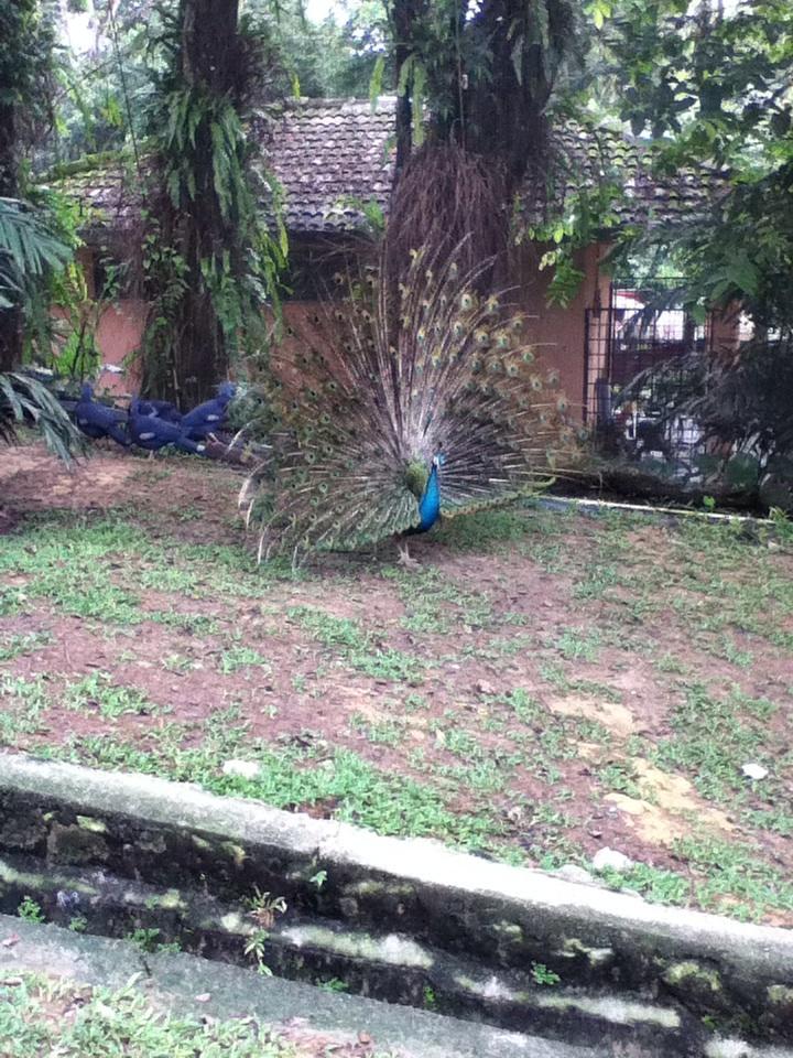 ooikrisada's tweet photo. Peacocks spreading their tail feathers@birdpark http://t.co/JIcXBN8dIz